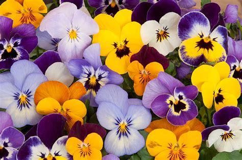 pansies images|42,100+ Pansies Stock Photos, Pictures & Royalty.